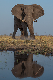 Elephant_reflection_th.jpg