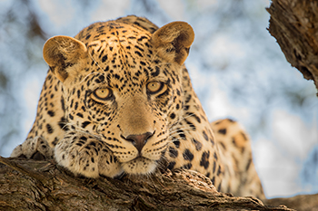 Marataba_Leopard_th.jpg