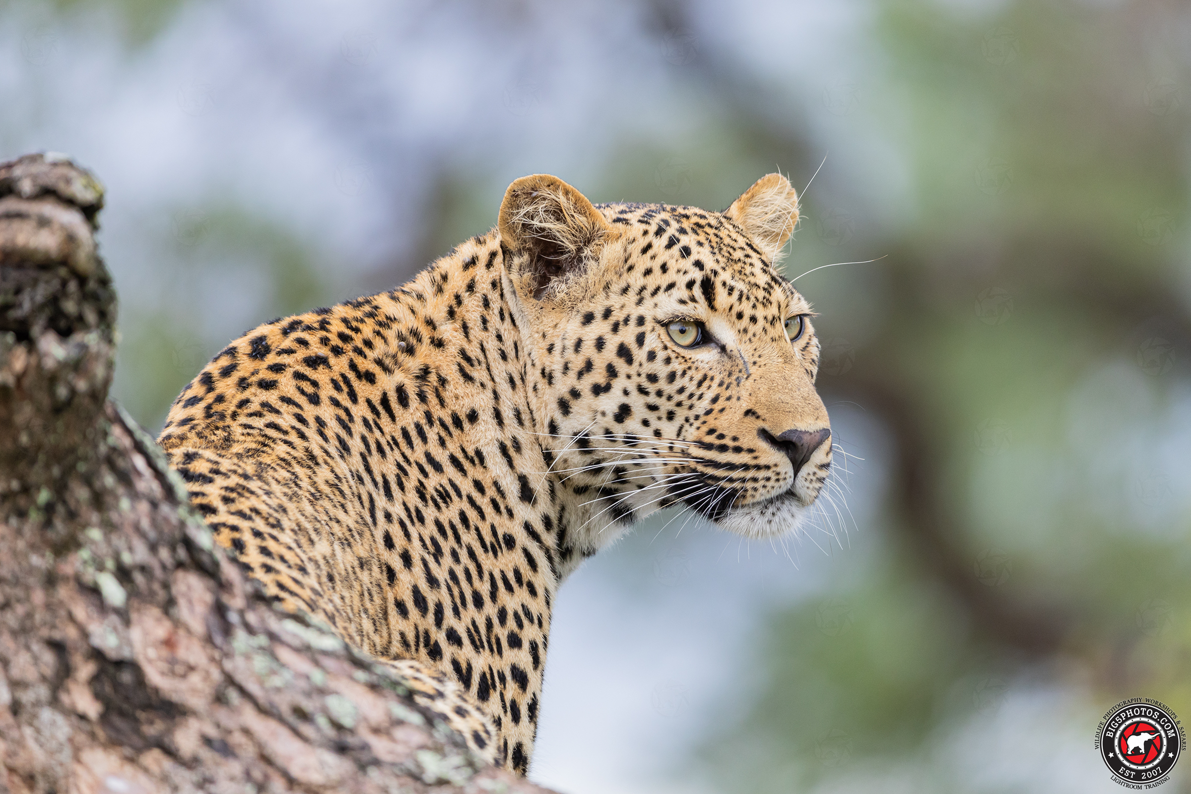 A young male Leopard portrait photo