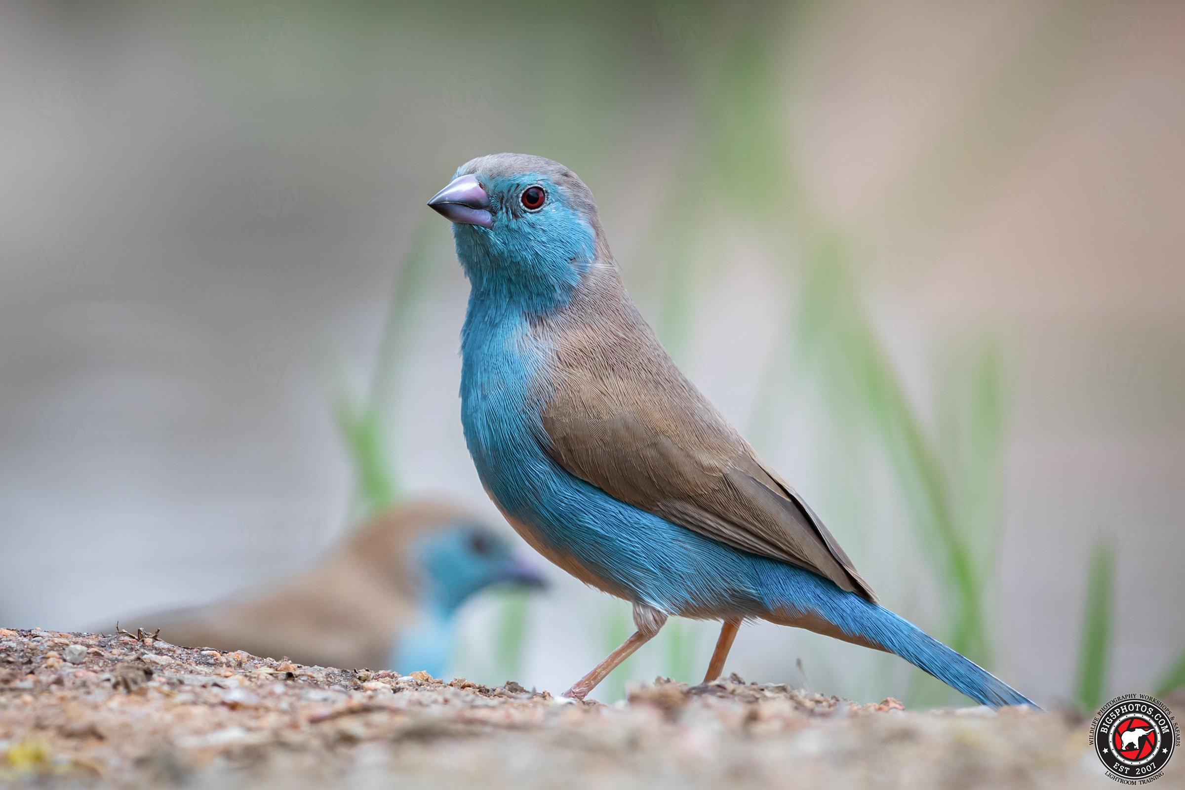 Blue-Waxbill.jpg