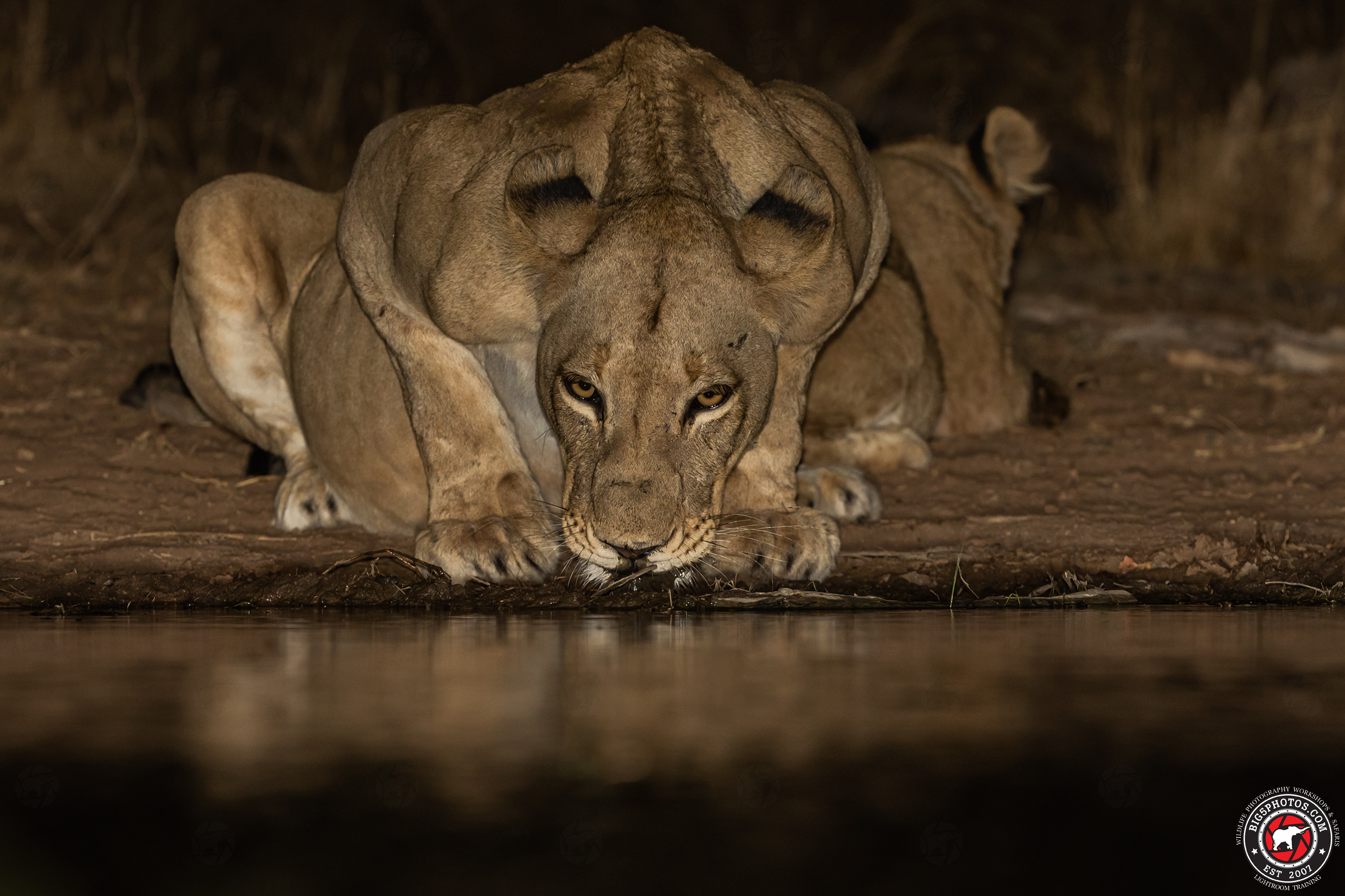 Hide-Lions-clean.jpg