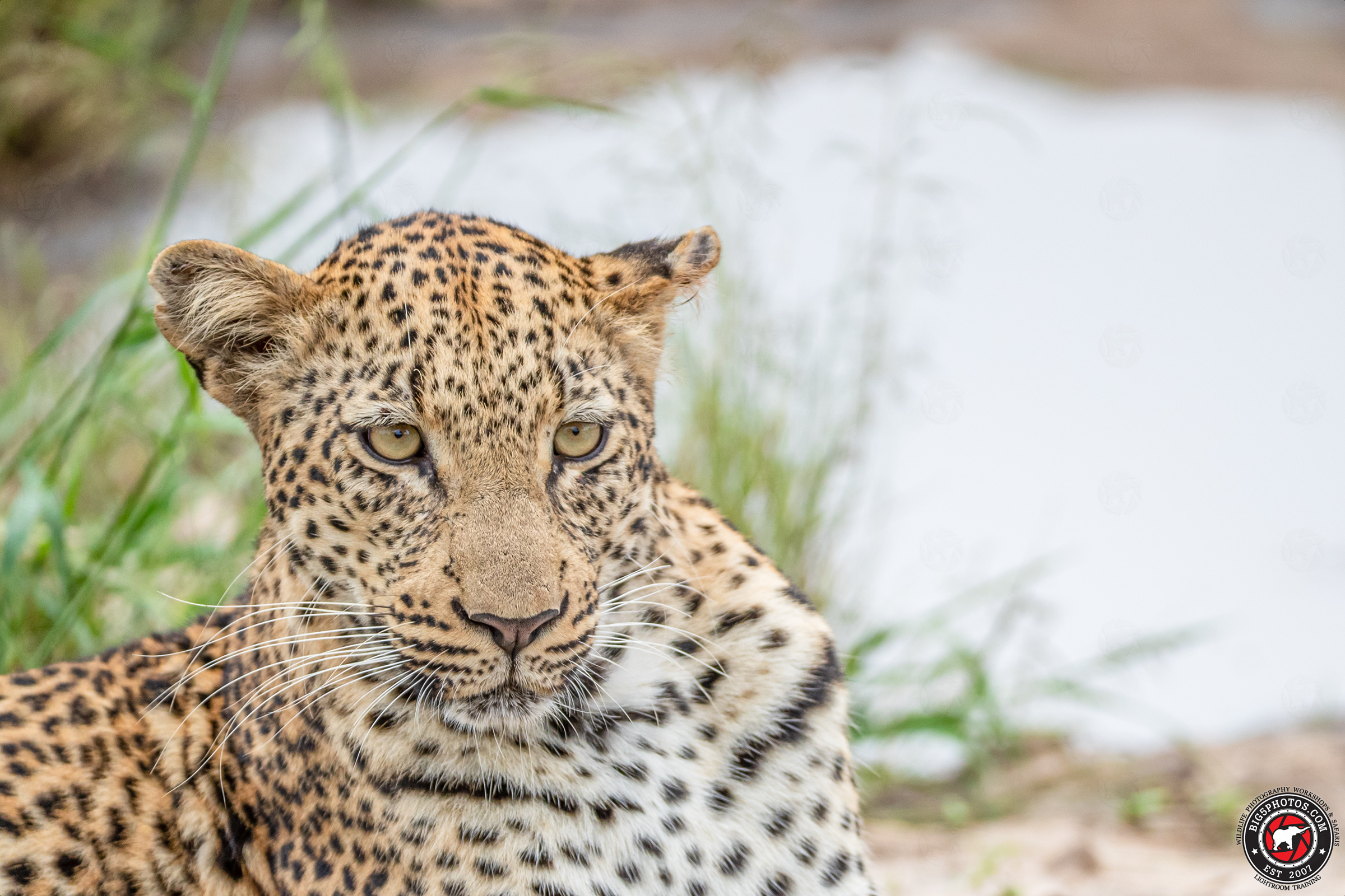 Leopard water-hole.jpg