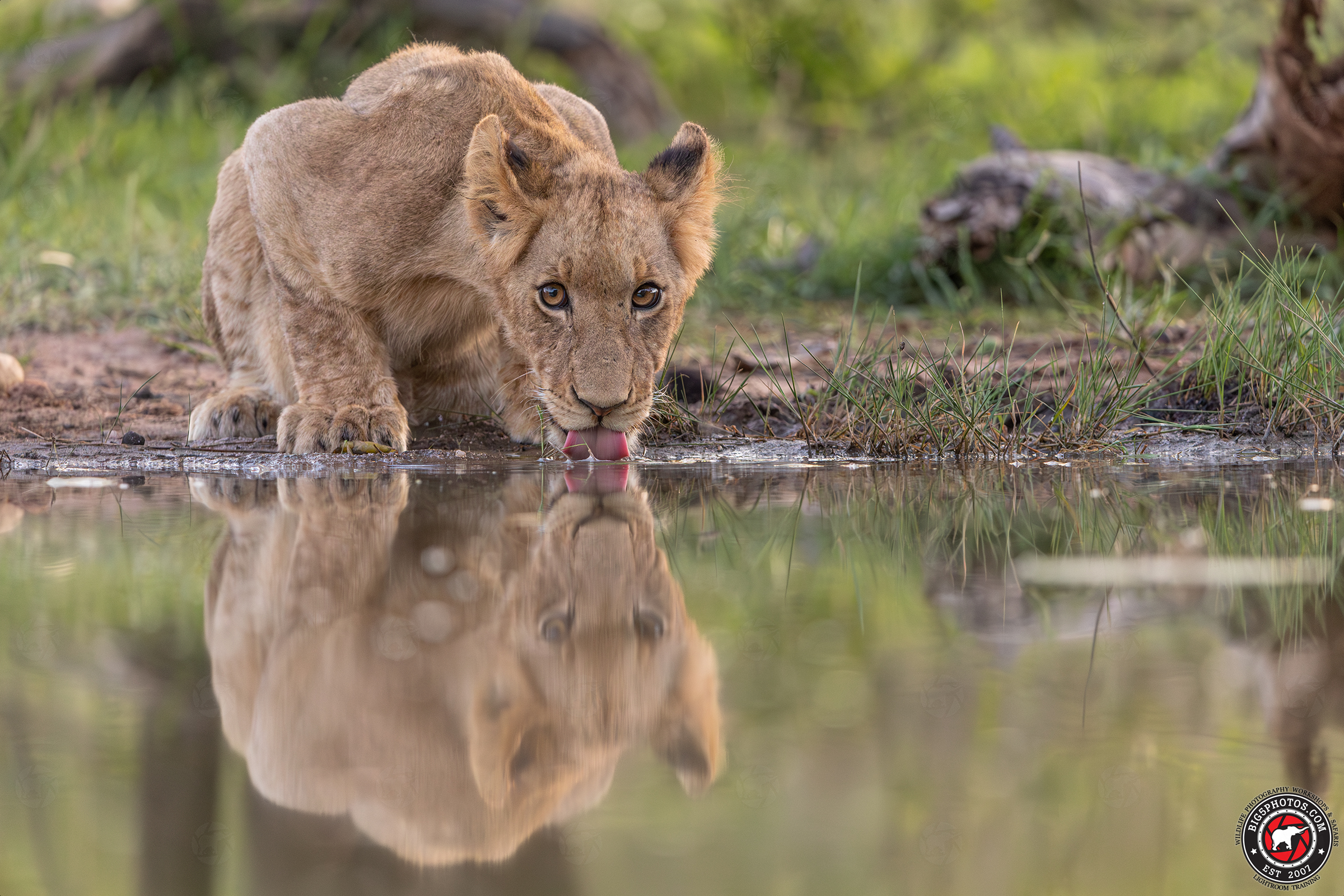 Lion-cub-drinks.jpg