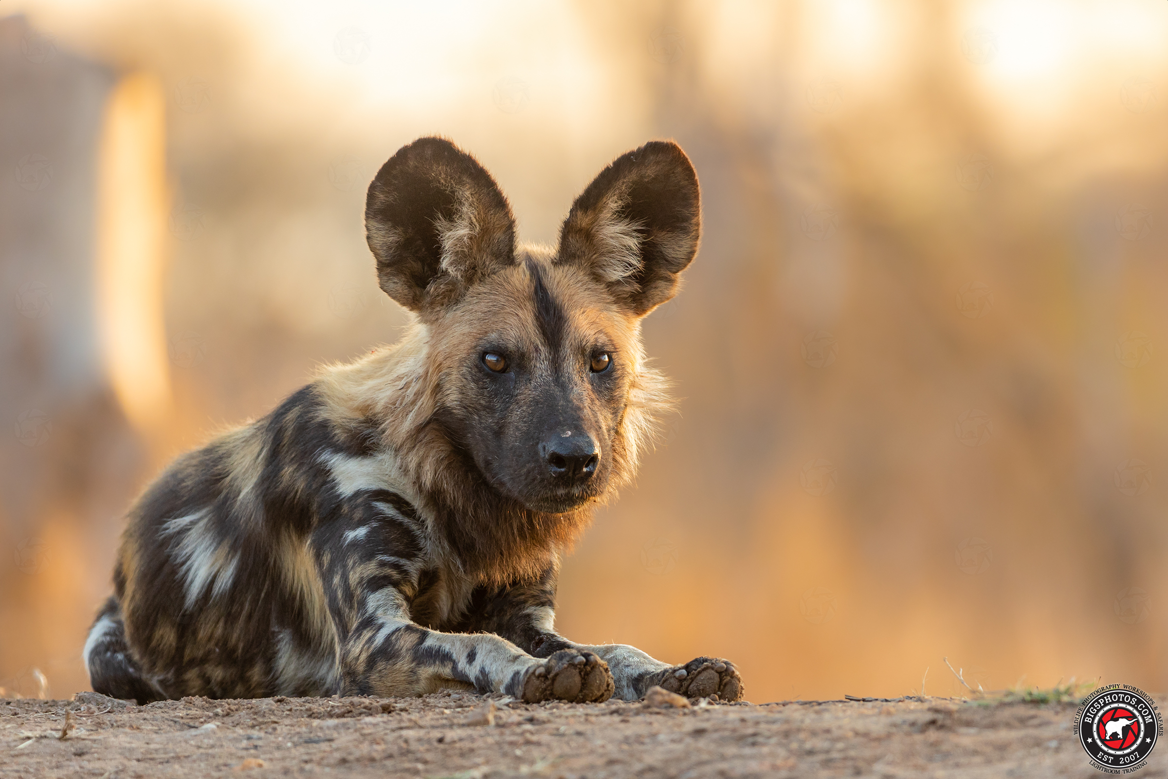 Marula Camp Dog.jpg