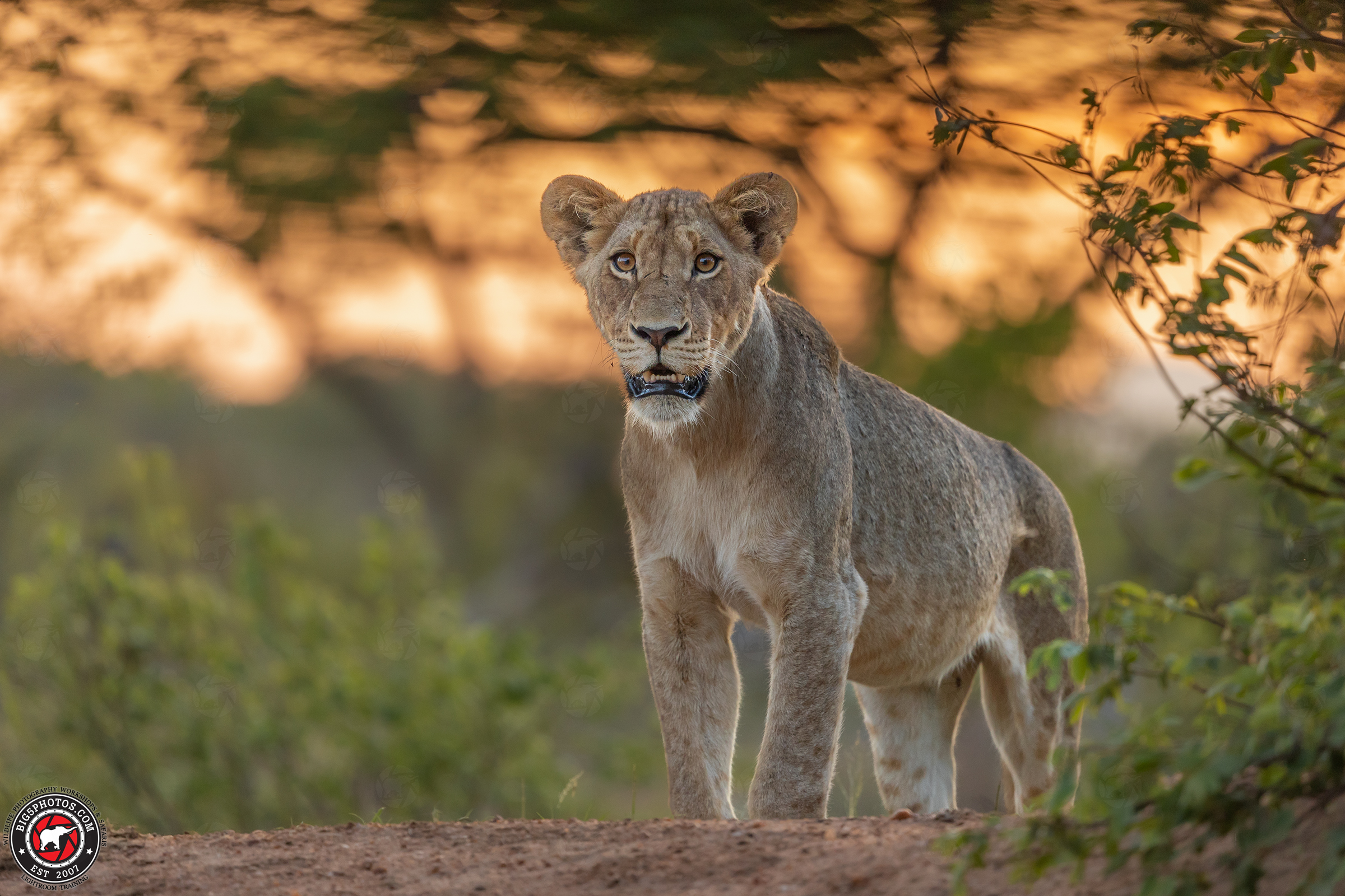 Sunset Lioness.jpg