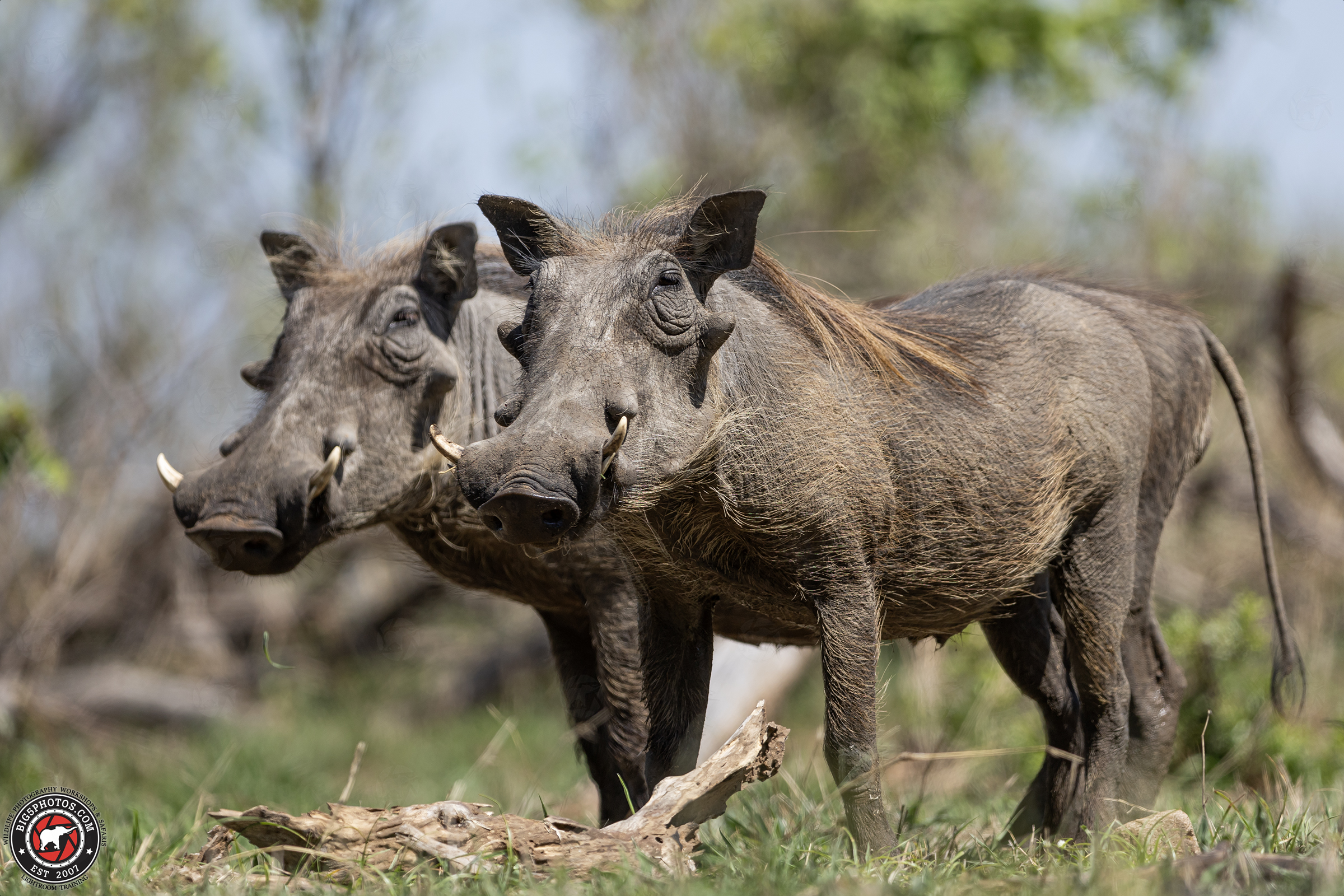 Thornybush Warthogs.jpg