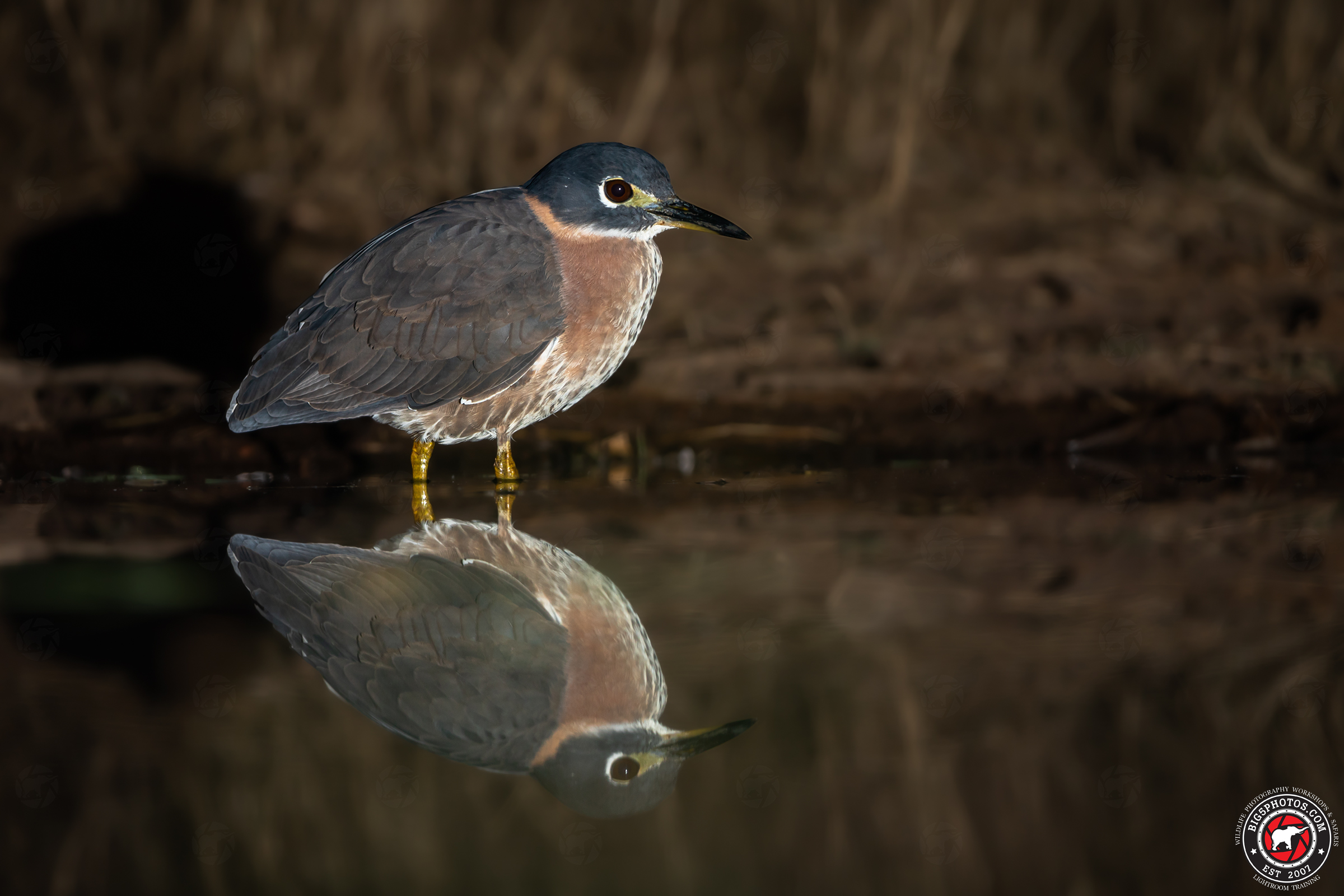 White-backed Night Heron 1.jpg
