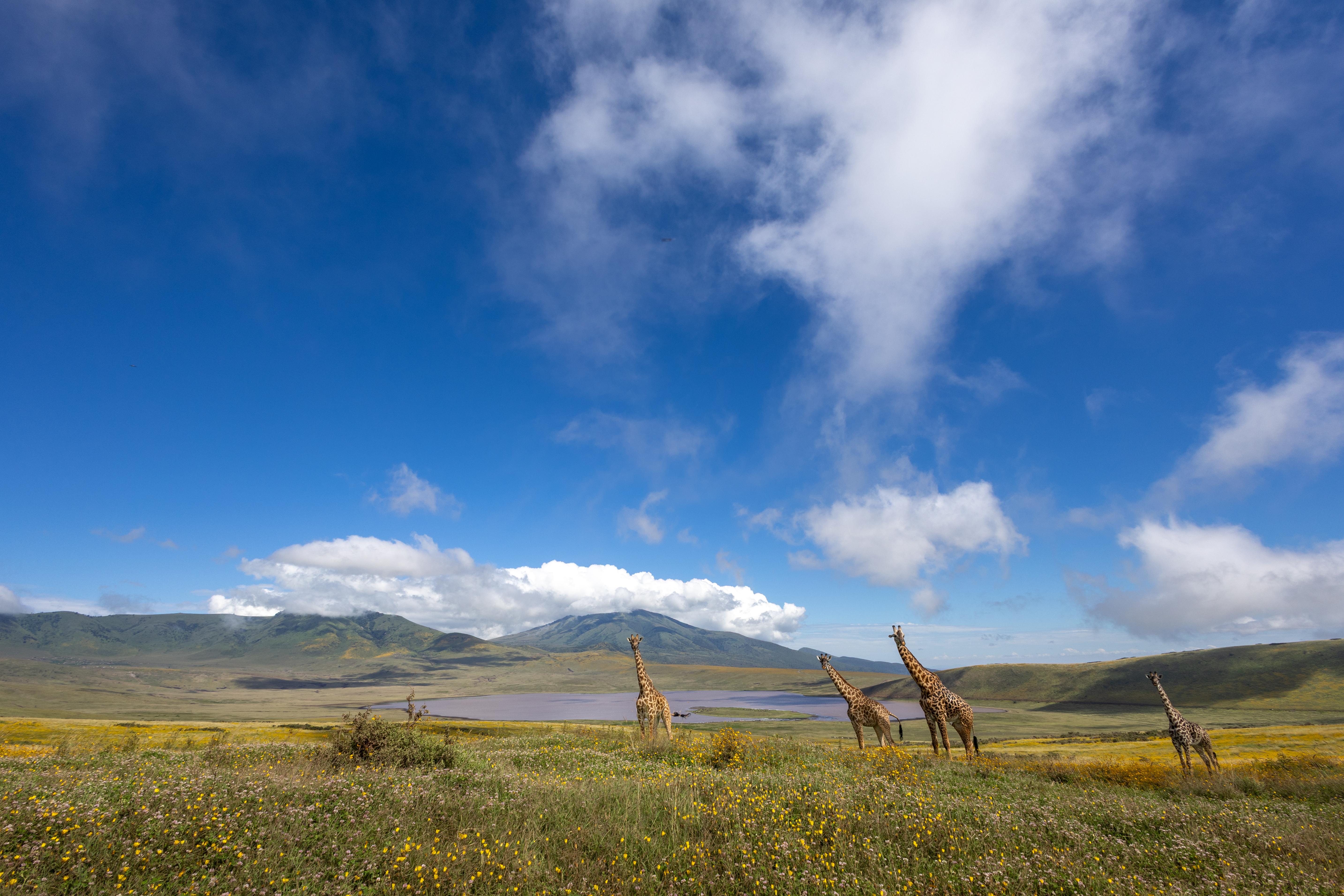 Ngorongoro Giraffe.jpg