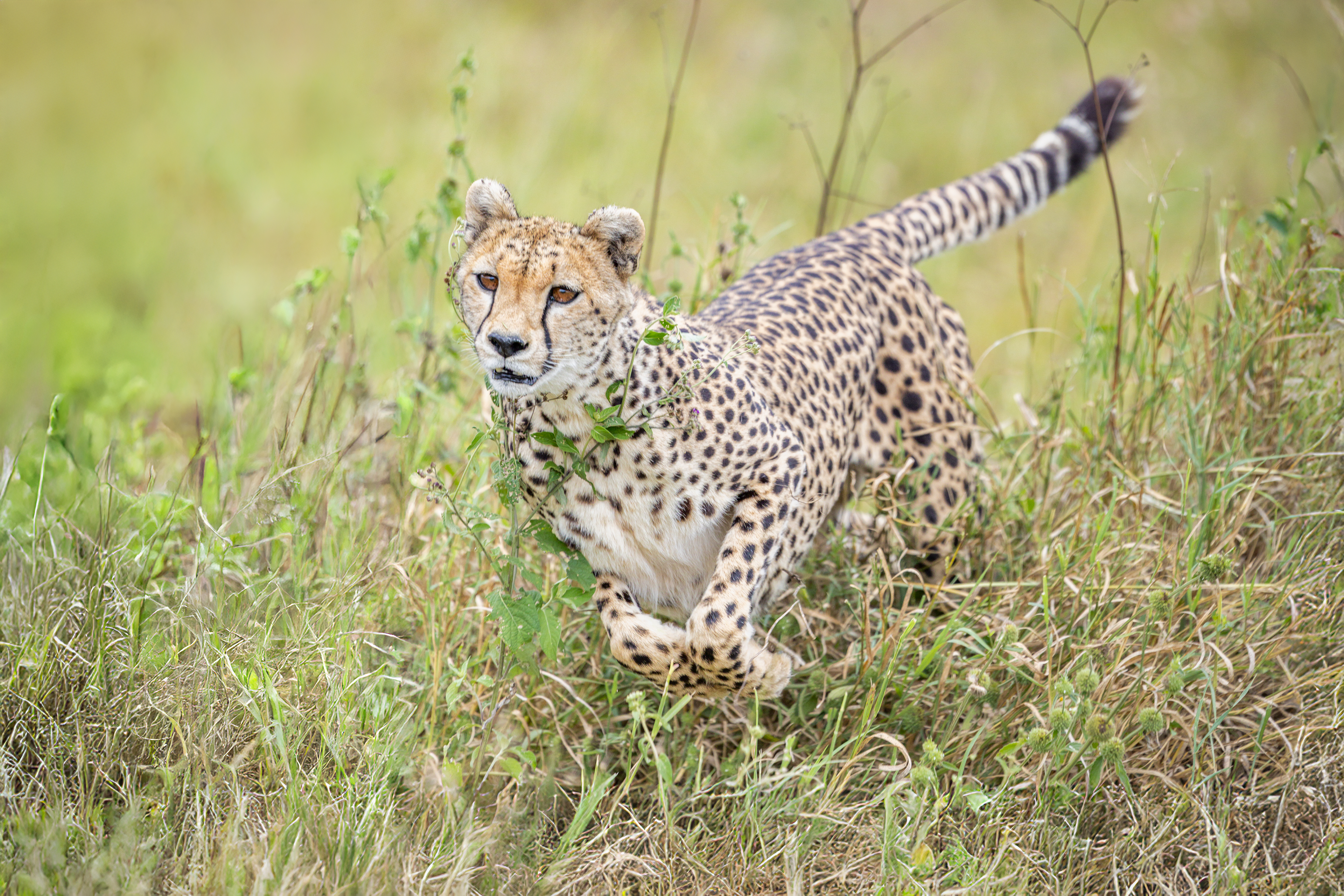 Serengeti Cheetah.jpg