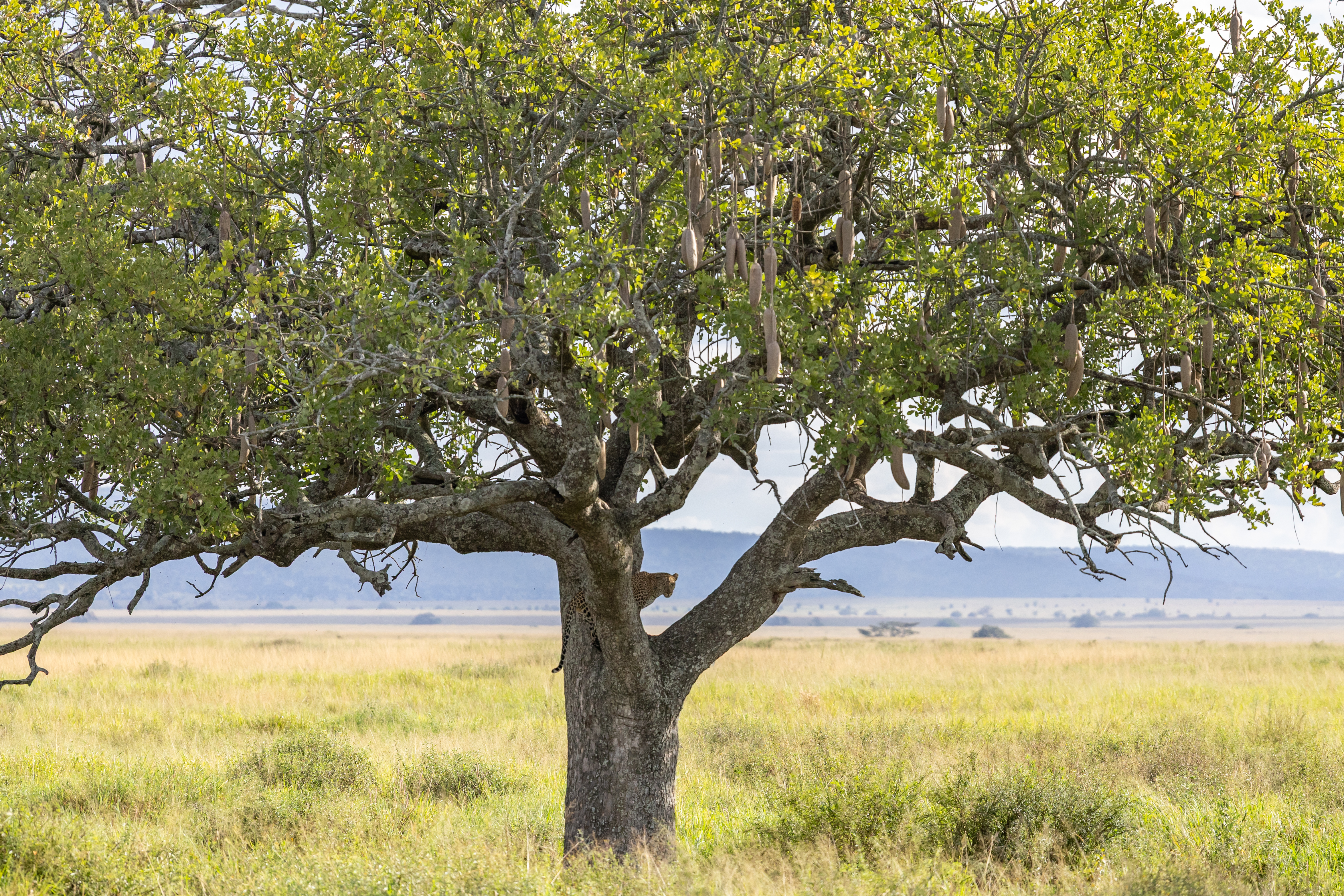 Serengeti Leopard.jpg