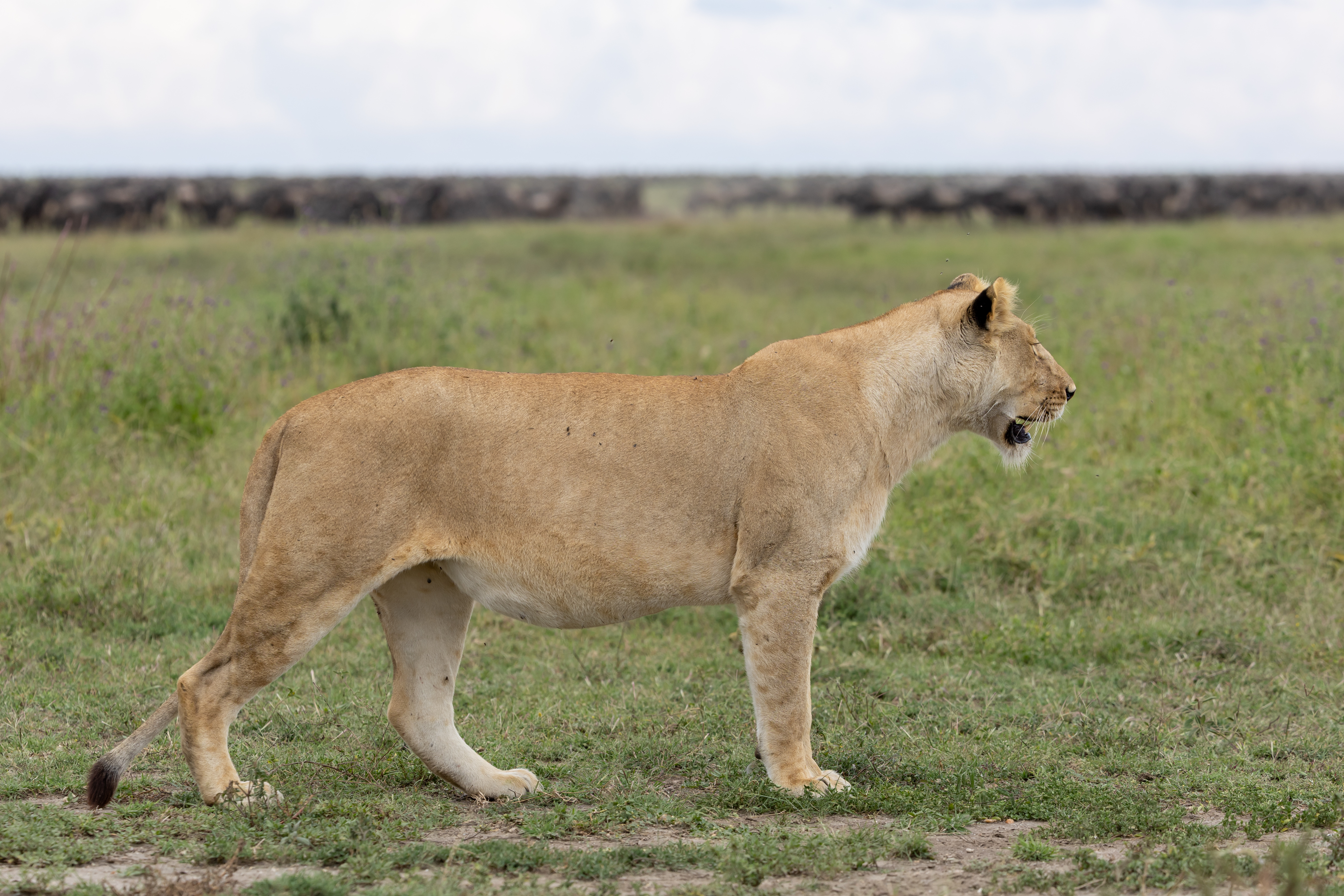 Serengeti Lioness.jpg