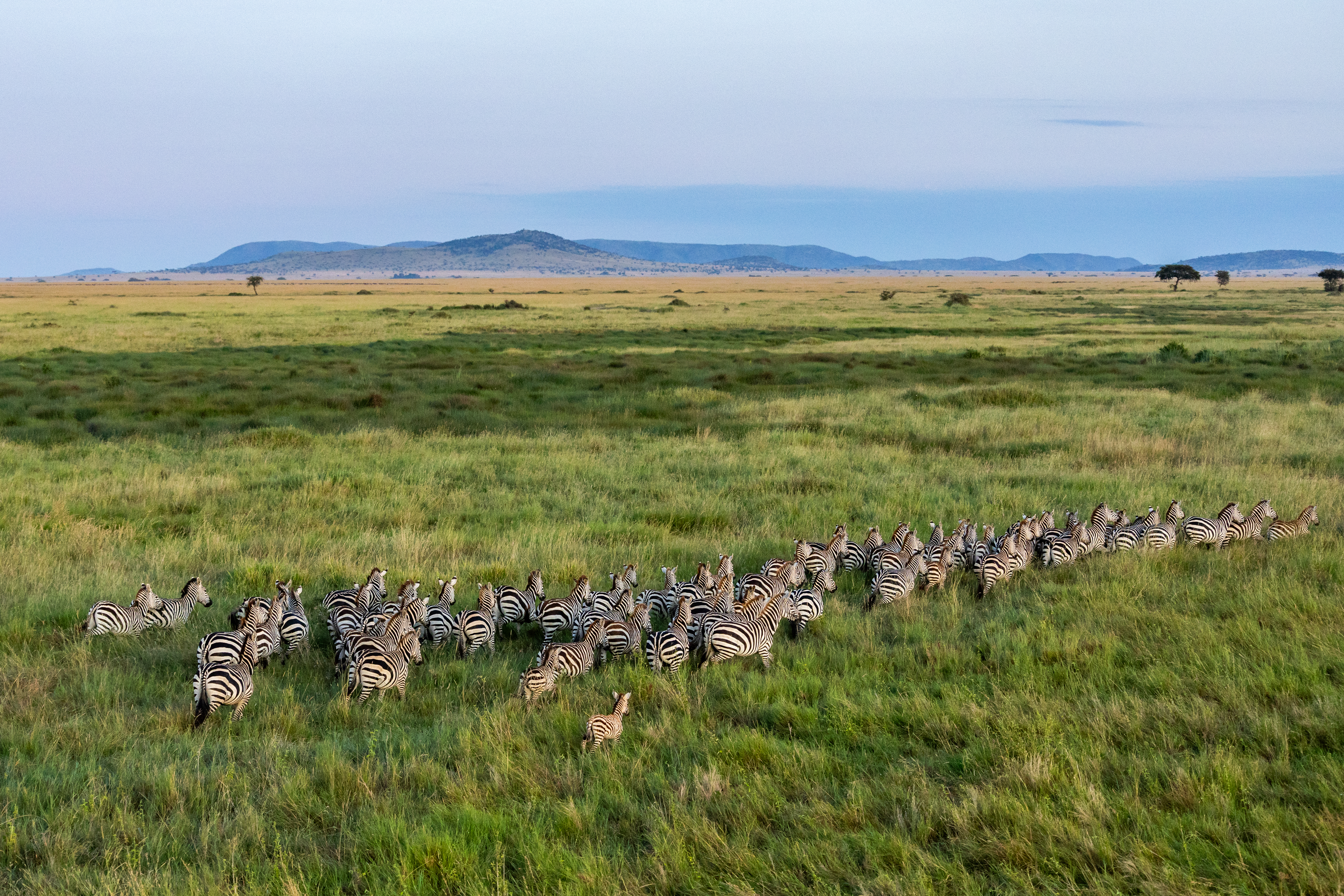 Serengeti Zebras Hot Air Balloon.jpg