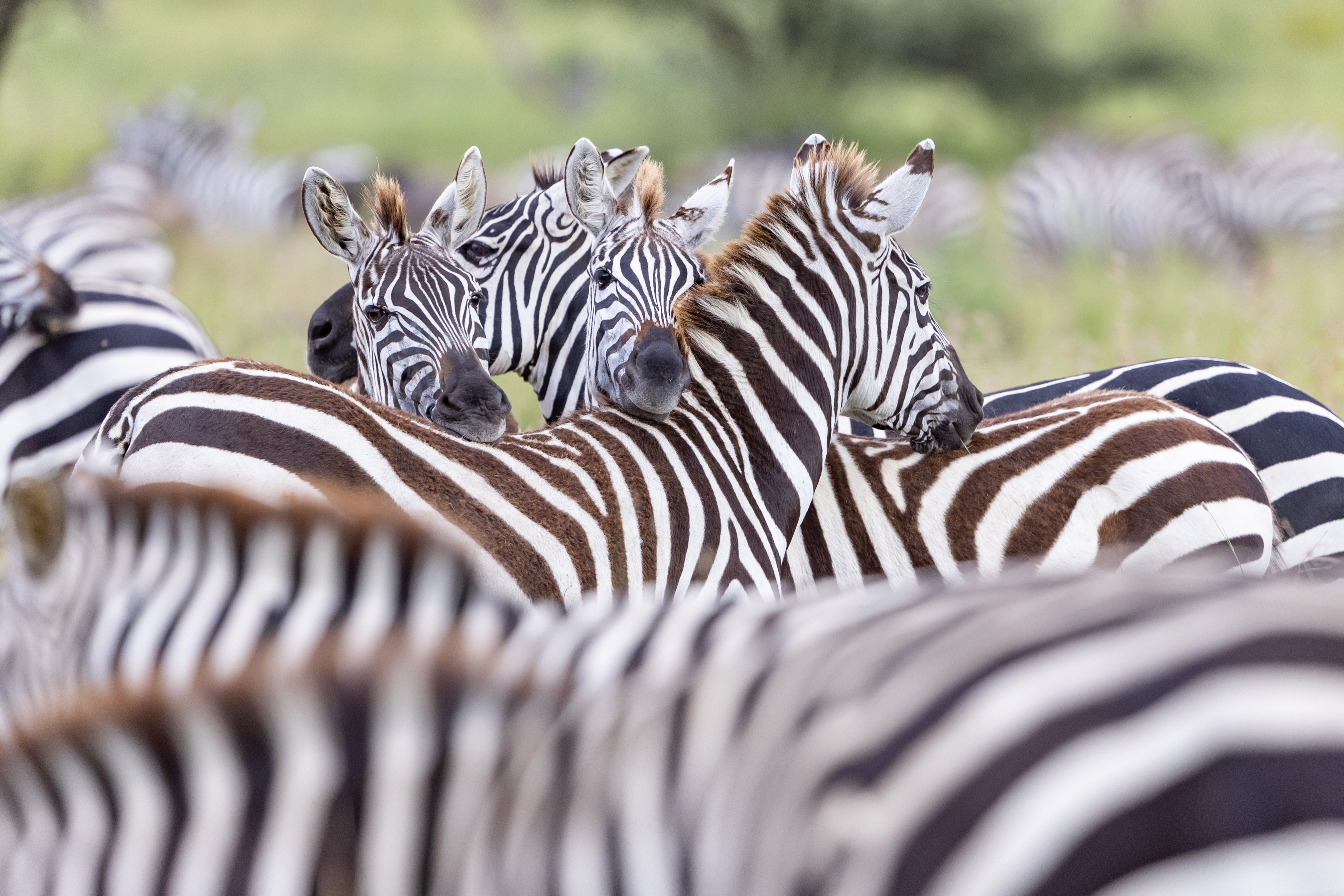 Serengeti Zebras.jpg
