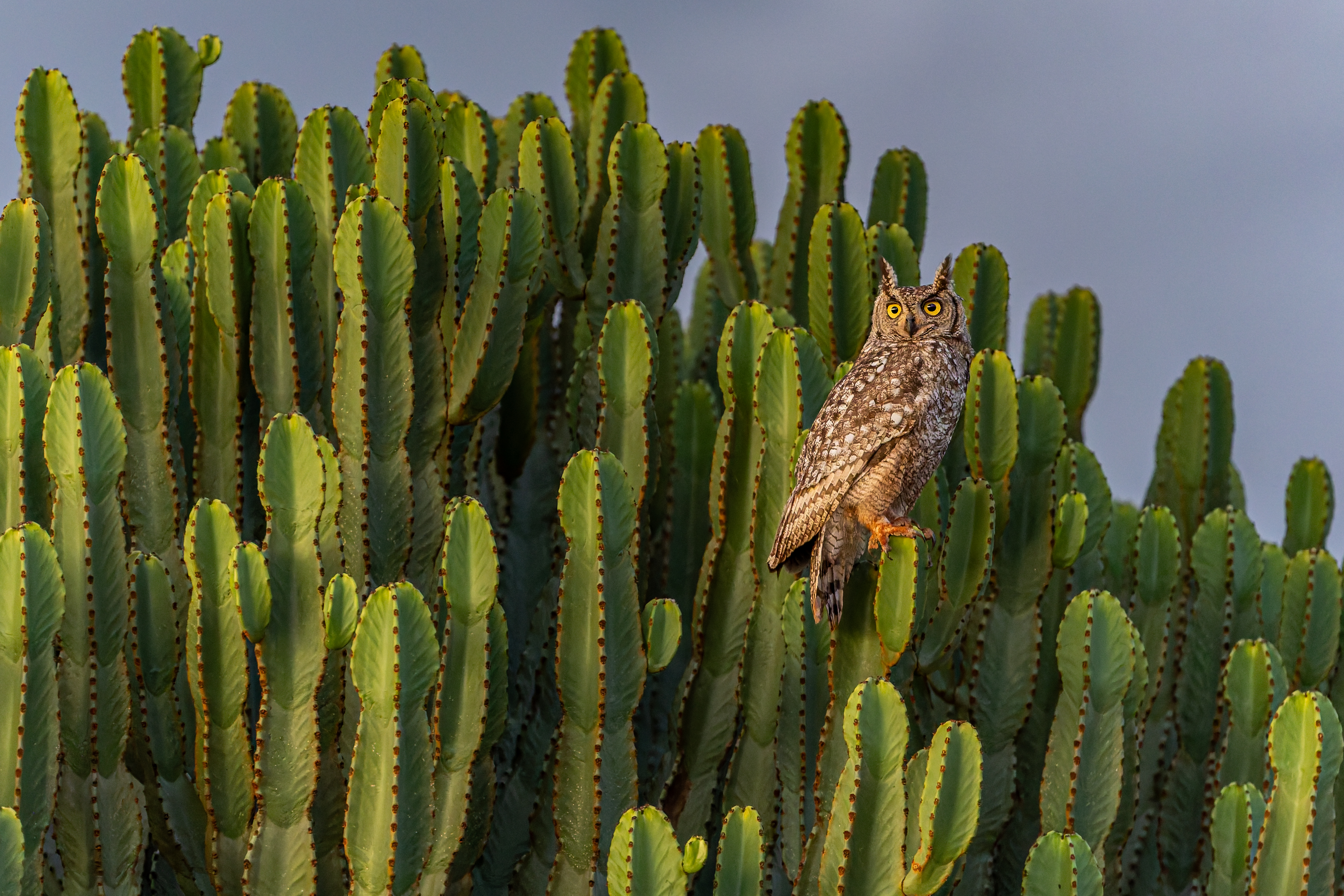 Spotted Eagle-Owl.jpg