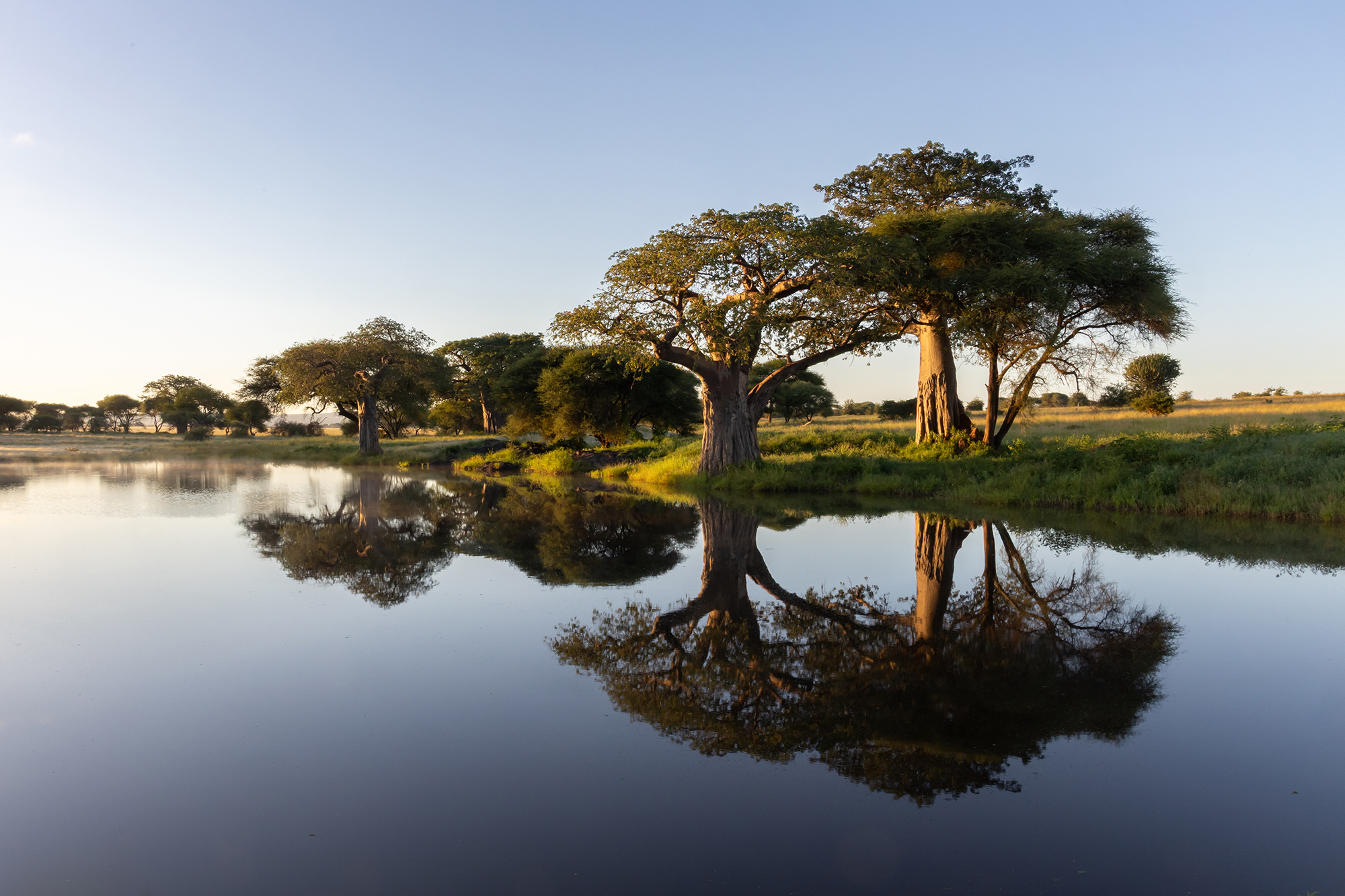 Tarangire Baobabs.jpg